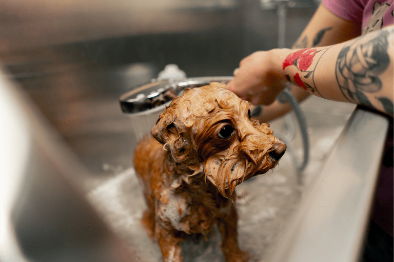 Köpekler İçin Şampuan Seçimi: Nelere Dikkat Edilmeli?