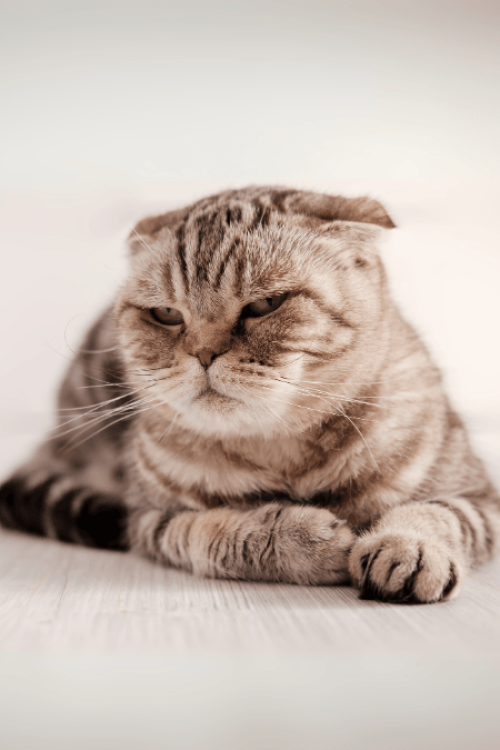 asosyal-kedi
