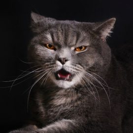 saldirgan-kedi